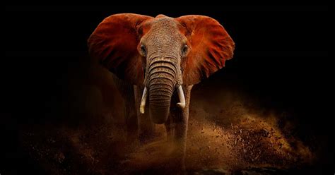 African Elephant Blaze