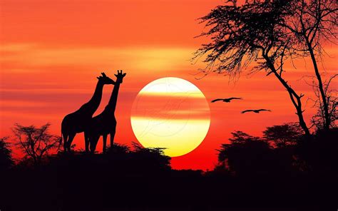 African Sunset Bwin