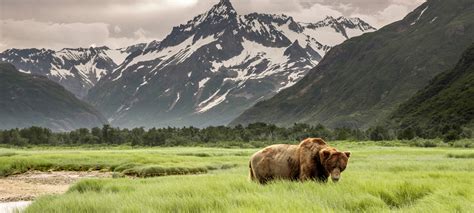 Alaska Wild Betano