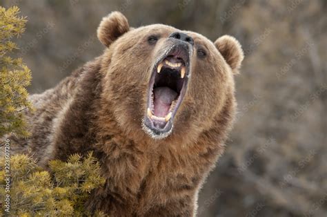 Angry Bear Betano