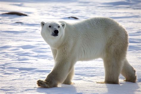 Arctic Bear Brabet