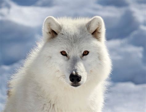 Artic Wolf Brabet