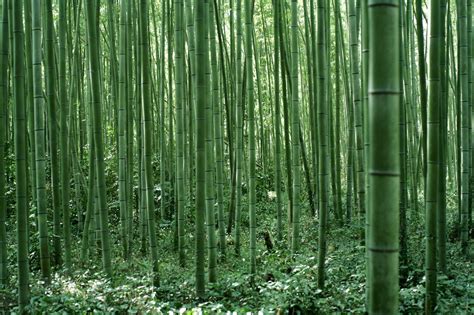 Bamboo Grove Betsul