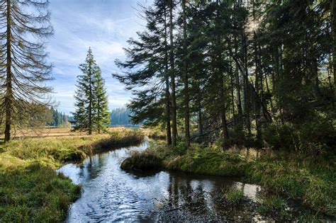 Bavarian Forest Betsul