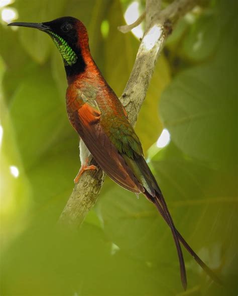 Beija Flor De Maquina De Fenda