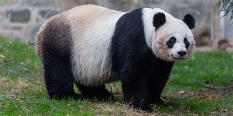 Big Panda 1xbet