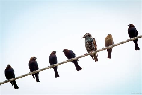Birds On A Wire Brabet