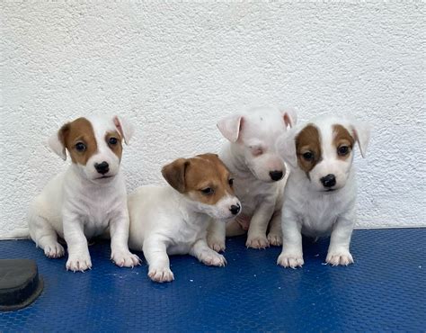 Black Jack Russell Terrier De Criadores