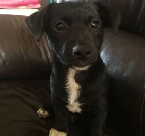 Black Jack Russell Terrier Mix