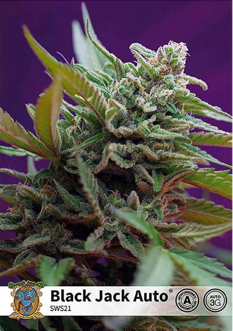 Black Jack Sementes De Auto