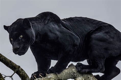 Black Panther Betsul