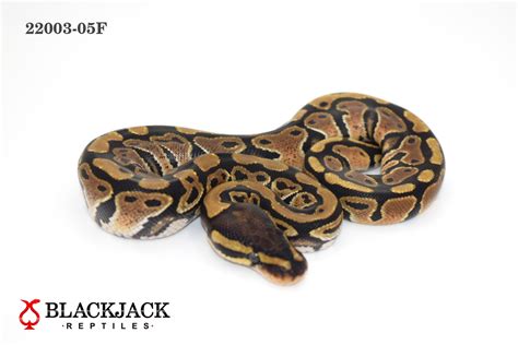 Blackjack Bola Python