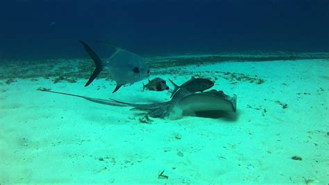 Blackjack Stingray