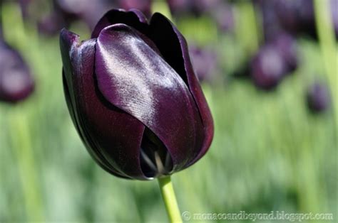 Blackjack Tulip