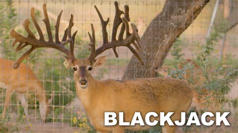 Blackjack Whitetails