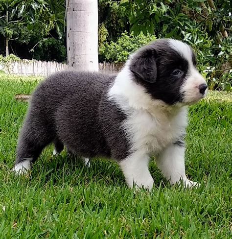 Border Collie Filhotes Para A Venda De Casino