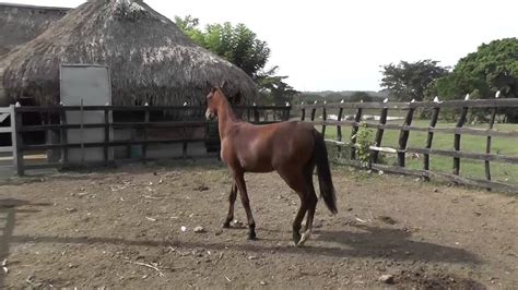 Caballo Poker De Los Naranjos