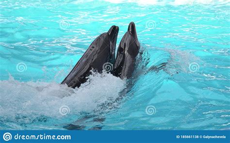 Casal De Golfinhos Maquina De Fenda