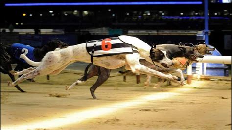 Casino Galgos Formulario De Guia De