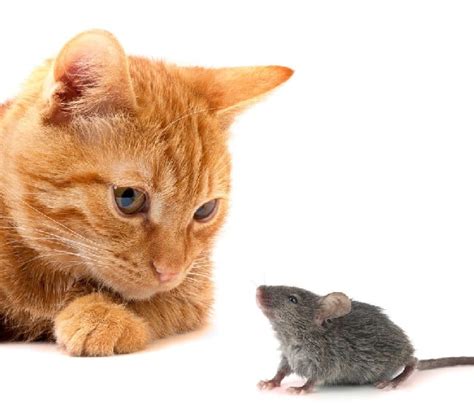Cat And Mouse Parimatch