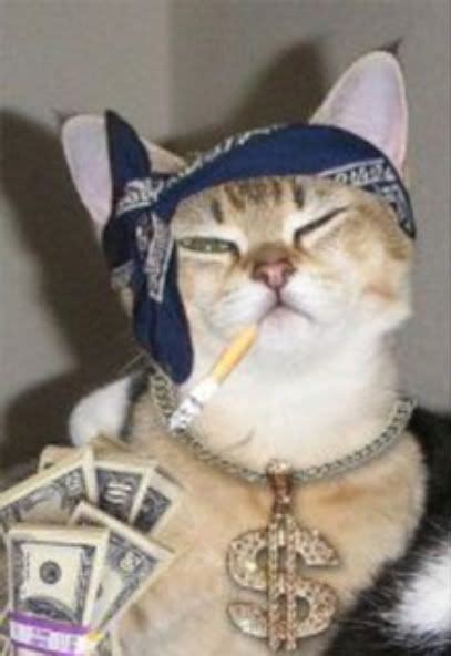 Cat Gangster Betano