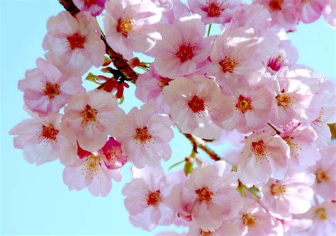 Cherry Blossom 1xbet