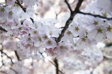 Cherry Blossom Betsul
