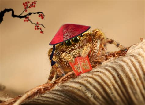 Chinese Spider Brabet