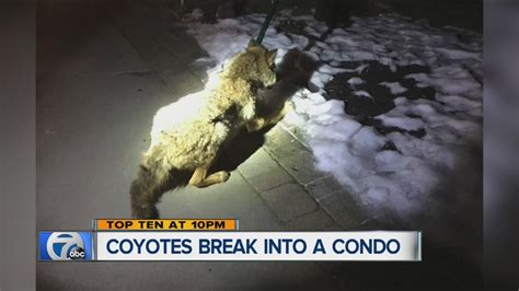 Coyote Crash Betano