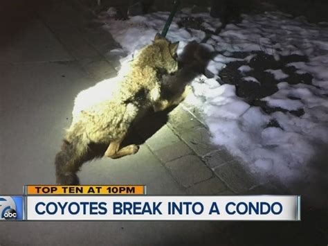 Coyote Crash Betsul