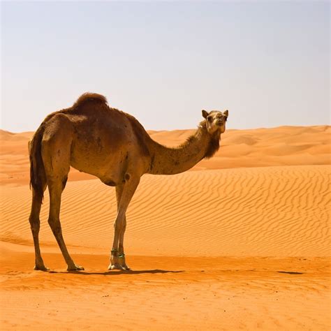 Desert Camel 1xbet