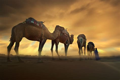 Desert Camel Betway