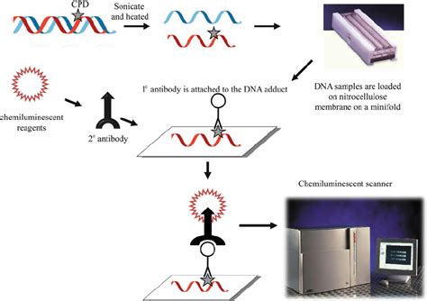 Dna Slot Blot Protocolo