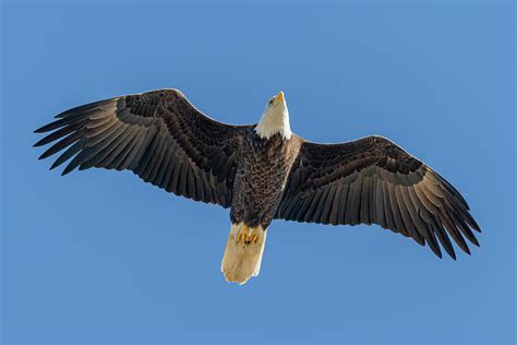 Eagle S Flight Betano