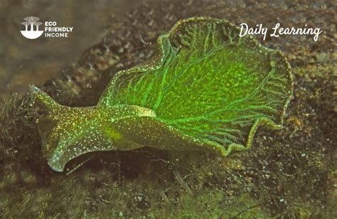 Eastern Emeralds Brabet