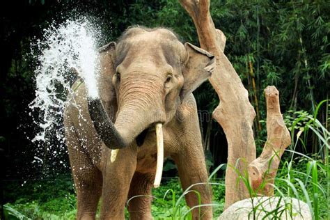 Elephant Splash Brabet