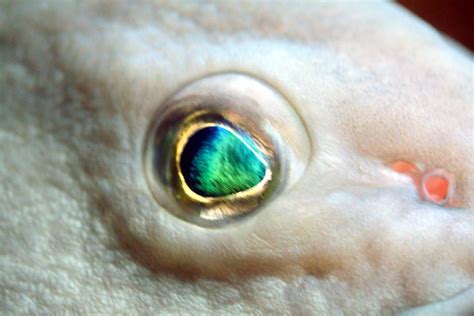 Fish Eye Betsul