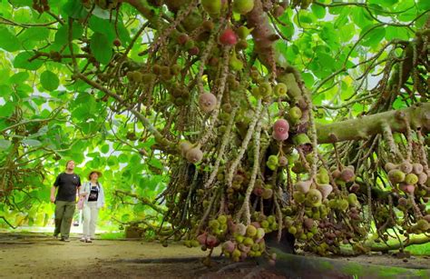 Fruit Farm Betsul