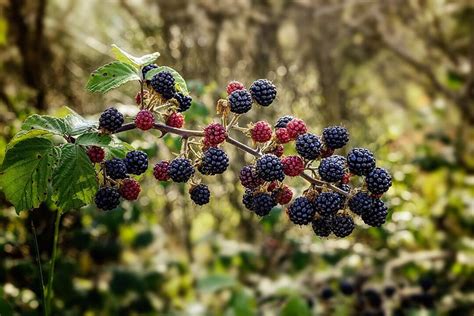 Fruits In The Wilderness Bwin