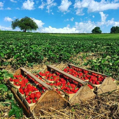 Funky Fruits Farm Betsul