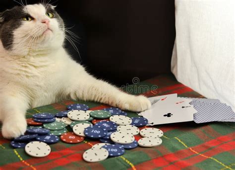 Gatos Jugando Al Poker