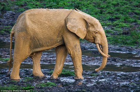 Golden Elephant Blaze