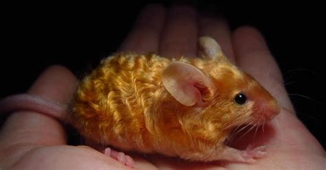 Golden Mouse Betano