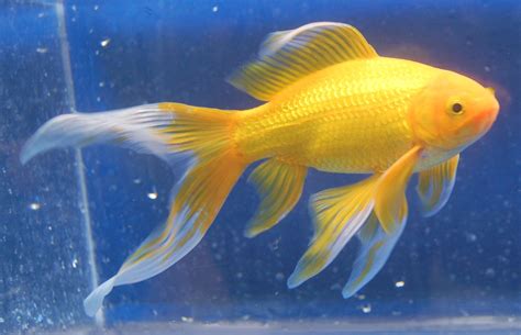 Goldfish Betsul