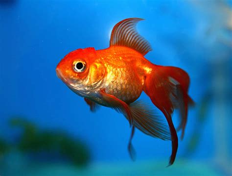 Goldfish Betway