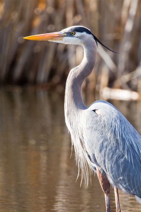 Great Blue Heron De Blackjack