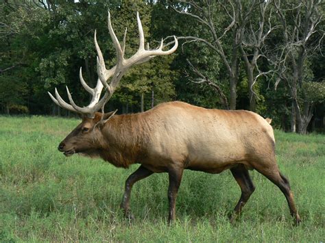 Great Wild Elk Betsul