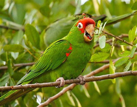Happy Parrot Sportingbet