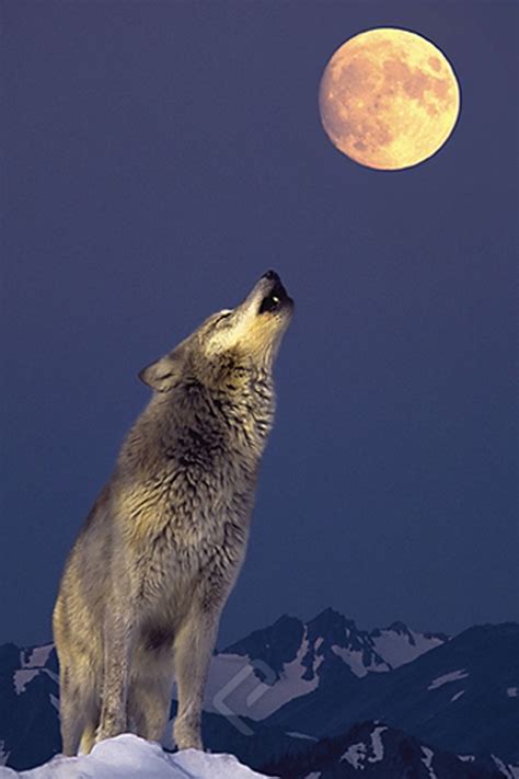 Howling At The Moon Betsson
