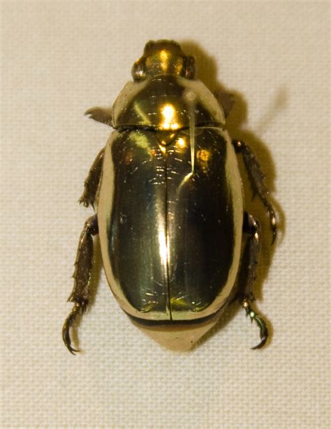 Jewel Scarabs Betano